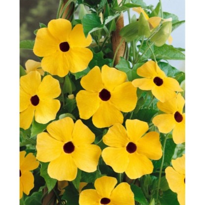 Černooká zuzana žltá