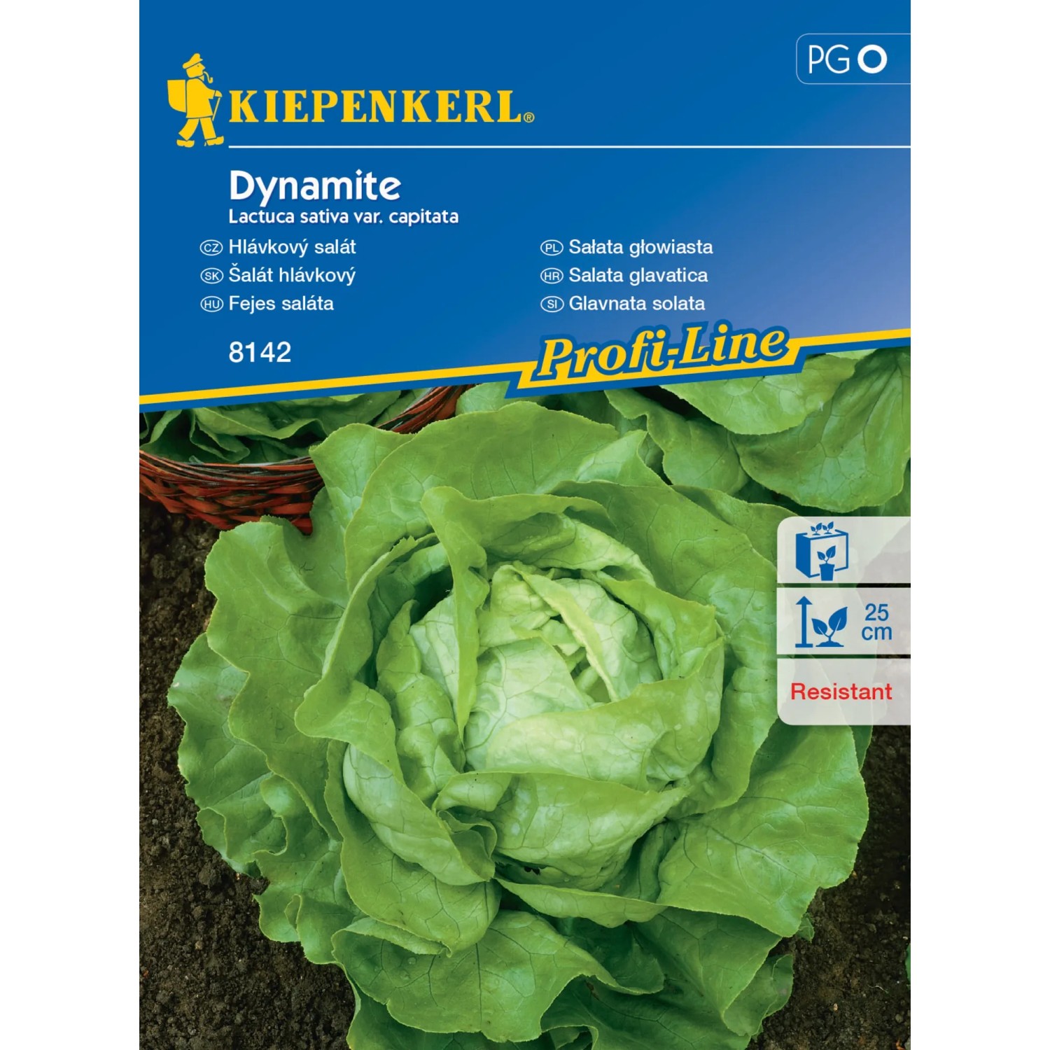 E-shop KIEPENKERL Hlávkový šalát (Lactuca sativa var. capitata) Dynamite