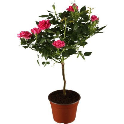 Landgard Čajová ruža hybrid (Rosa Hybrid Tea) cca výška 60-80 cm, 2 l