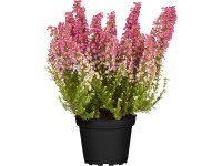 Grow by OBI Vresovec kapský (Erica gracilis), pr. kvetináče cca 13 cm