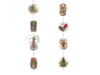 Tilandsia (Tillandsia) 