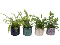 Nefrolepka vznešená v keramickej nádobe, priemer kvetináča cca 6 cm