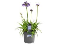 GROW by OBI Kalokvet (Agapanthus) mix výška cca 35 cm
