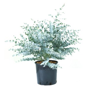 GROW by OBI Eukalyptus Baby Blue v 5 l kvetináči, výška cca 20-30 cm.