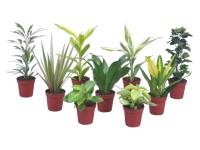 Mix zelených rastlín Mini