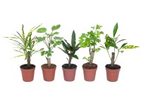 Mini mix zelených rastlín s malým kmeňom priemer kvetináča cca 5,5 cm
