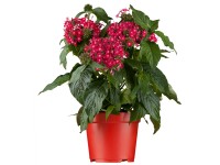 GROW by OBI Pentas (Pentas lanceolata) 