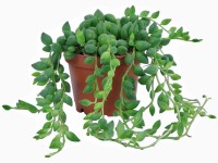 Mini perlovec priemer kvetináča cca 6 cm