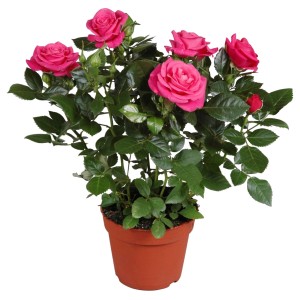 GROW by OBI ruža s tmavoružovými kvetmi v kvetináči (cca 13 cm).