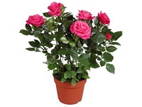 GROW by OBI Ruža tmavoružová priemer kvetináča cca 13 cm