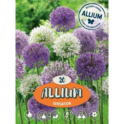 Okrasný cesnak "Sensation Mix" viacfarebný