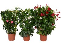 Dipladénia s oporou (Mandevilla sanderi), rôzne druhy, pr. kvetináča cca 17 cm