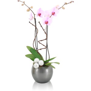 Aranžmán orchideí s ružovými kvetmi v sivom guľatom kvetináči, zdobený bielymi guľami.