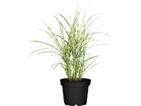 Grow by OBI Ozdobnica čínska (Miscanthus sinensis) 
