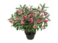 Hebe hybrida 