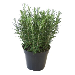 Čerstvý rozmarín v kvetináči (Ø 14 cm) od GROW by OBI. Talianska bylinková zmes do kuchyne aj záhrady.
