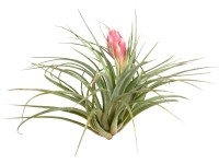Tilandsia s kvetom výška cca 5 - 10 cm Tillandsia
