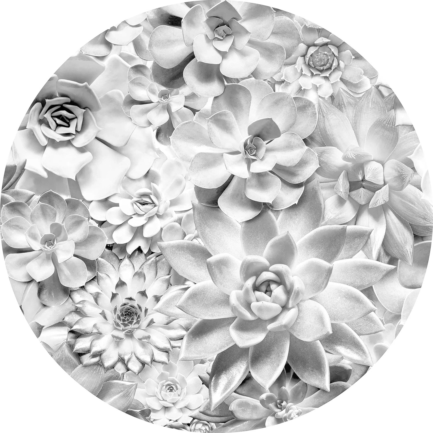 E-shop Komar Samolepiaca vliesová fototapeta Dot Echeveria pr. 125 cm
