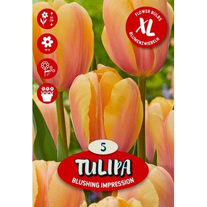 Kvetinová cibuľka tulipánu (Tulipa Darwin Blushing Impression)