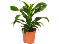 GROW by OBI Dracéna priemer kvetináča cca 17 cm