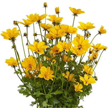 Q-Flower Dvojzub metlinatý (Bidens ferulifolia) "Goldmarie" pr. cca 13 cm