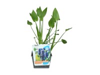 OBI Pontedéria srdcovitá modrofialová priemer kvetináča cca 18 cm