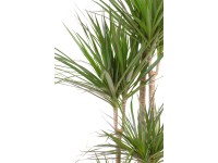 Dracéna lemovaná rôzna výška cca 170 - 180 cm priemer cca 27 cm Dracaena