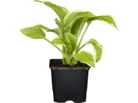GROW by OBI Bohyška (Hosta), výška 10-20 cm