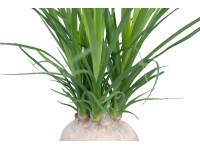 Slonia noha výška cca 15 - 20 cm priemer kvetináča cca 6 cm Beaucarnea recurvata