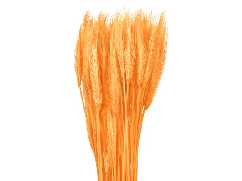 NOHEL GARDEN Su en Dekor cia Triticum P enica Oran ov 40 G