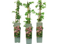 Plamienok (Clematis koreana) 