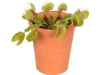 Mucholapka podivná v terakotovej nádobe, pr. kvetináča cca 7 cm