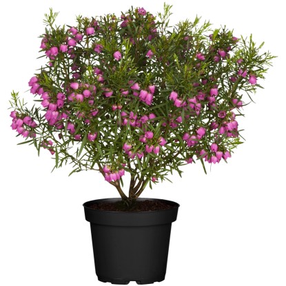 Boronia heterophylla (Boronia heterophylla) ružová cca výška 25-30 cm, pr. 13 cm