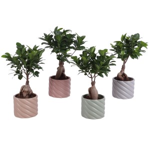 Štyri bonsaje Ficus Ginseng v rebrovaných keramických kvetináčoch. Dekoratívna izbová rastlina Ficus so zelenými listami.