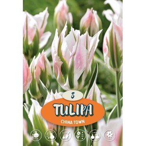 Viacfarebný tulipán Viridiflora 'China Town' cibuľka pre záhony a obruby.