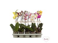 Orchidea motýlia (Phalaenopsis) 1 výhon, výška cca 50 cm, pr. 12 cm