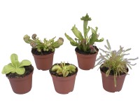 Saracénia mix, pr. kvetináča cca 9 cm