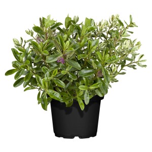 Krík Hebe 'Twins' v kvetináči, výška cca 40 cm. Hebe andersonii so zelenými a bielo lemovanými listami.