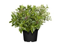 Hebe Andersonova (Hebe andersonii) Hebe Andersonova (Hebe andersonii)