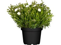 OBI Piesočnica horská biela priemer kvetináča cca 13 cm