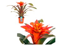 Guzmánia Fiero priemer kvetináča cca 12 cm