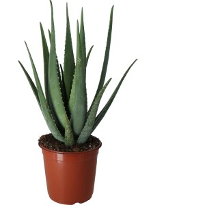 Aloe Vera sukulent v hnedom kvetináči, veľkosť kvetináča cca 10,5 cm.