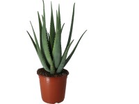 Royal Lemkes Aloe pravá (Aloe Vera) cca pr. 10,5 cm