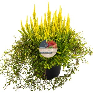Calluna Beautybelle XL Mix v kvetináči, žlté a zelené kvety vresu, priemer kvetináča cca 23 cm.