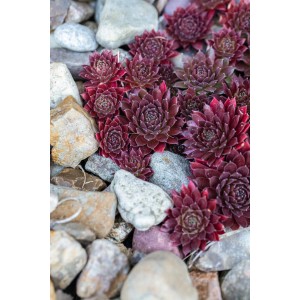 Detailný záber červeného skalníka OBI (Sempervivum) medzi kameňmi.