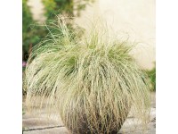 OBI Ostrica chocholatá 