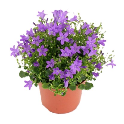 Zvonček dalmatínsky (Campanula portenschlag.) "Dark Také" 20-25 cm, pr. cca 12cm