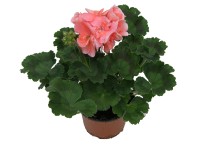 Muškát vzpriamený, Pelargonium zonale, priemer kvetináča 12 cm, mix farieb