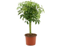 GROW by OBI Šeflera dlanilistá (Schefflera arb.) 
