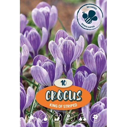 Krókus King of the Striped